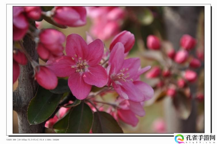 美人收集系统(海棠)初一