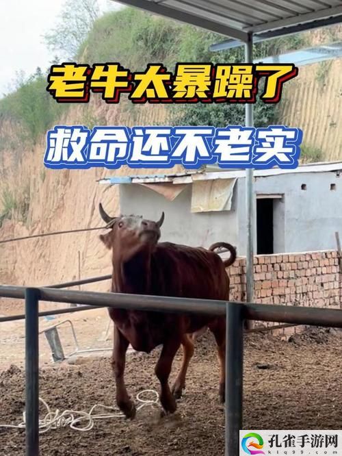 暴躁老牛视频免费观看电视剧