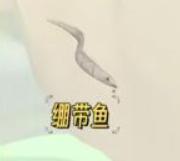 心动小镇绷带鱼钓鱼攻略 稀有道具获取技巧