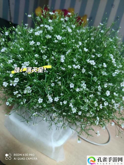 满天星老板的秘书