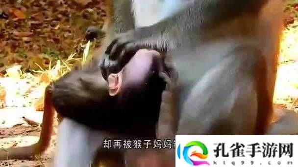 两个人生猴子的场景