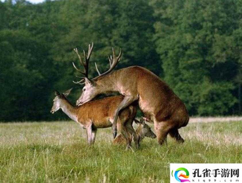 美国人进行禽交这一违背伦理道德的行为探讨