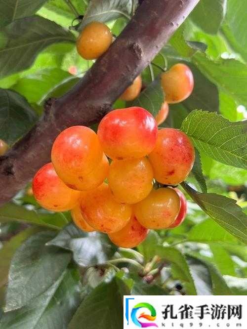日本