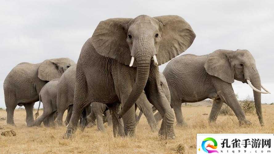 满-18-点此安全转入-2022-大象：通往成年的必经之路