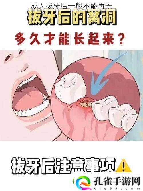 成人拔牙后一般不能再长