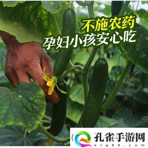美味多样草莓樱桃丝瓜秋葵榴莲黄瓜大全