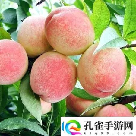 小小水蜜桃