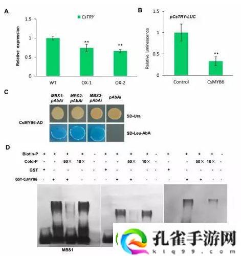 探索杂交BUCSM人类SSBA的科学潜力与伦理挑战