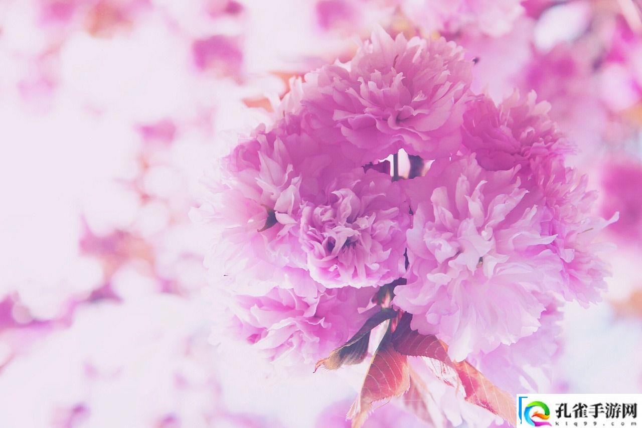 光遇花憩节地点全攻略