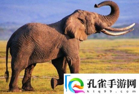 大象家族的首领通常是