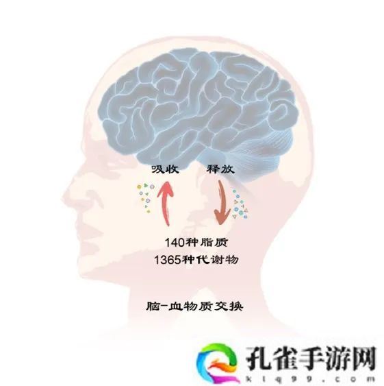 我国团队首次系统鉴定人脑-血液交换代谢物集合