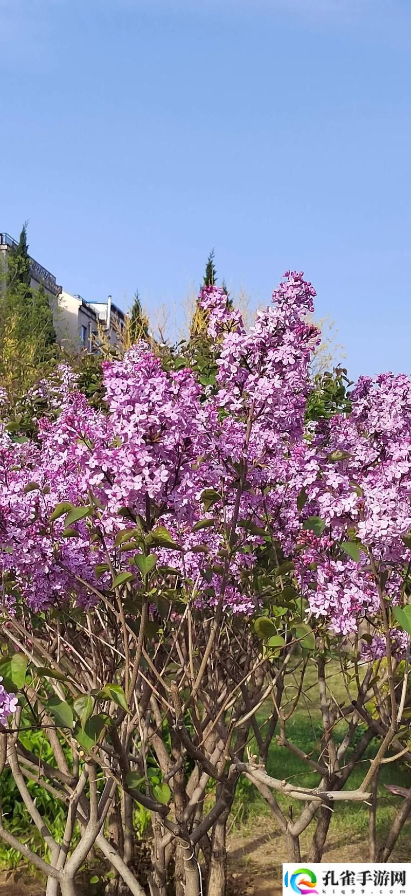 丁香花免费高清完整在线观看火爆上线