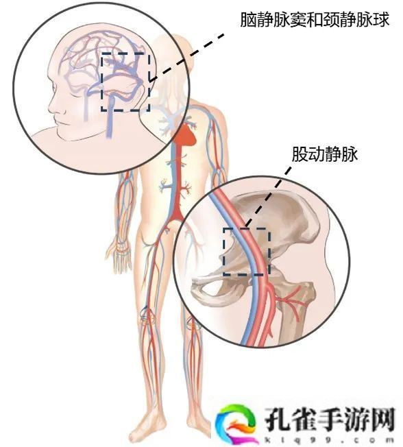 我国团队首次系统鉴定人脑-血液交换代谢物集合