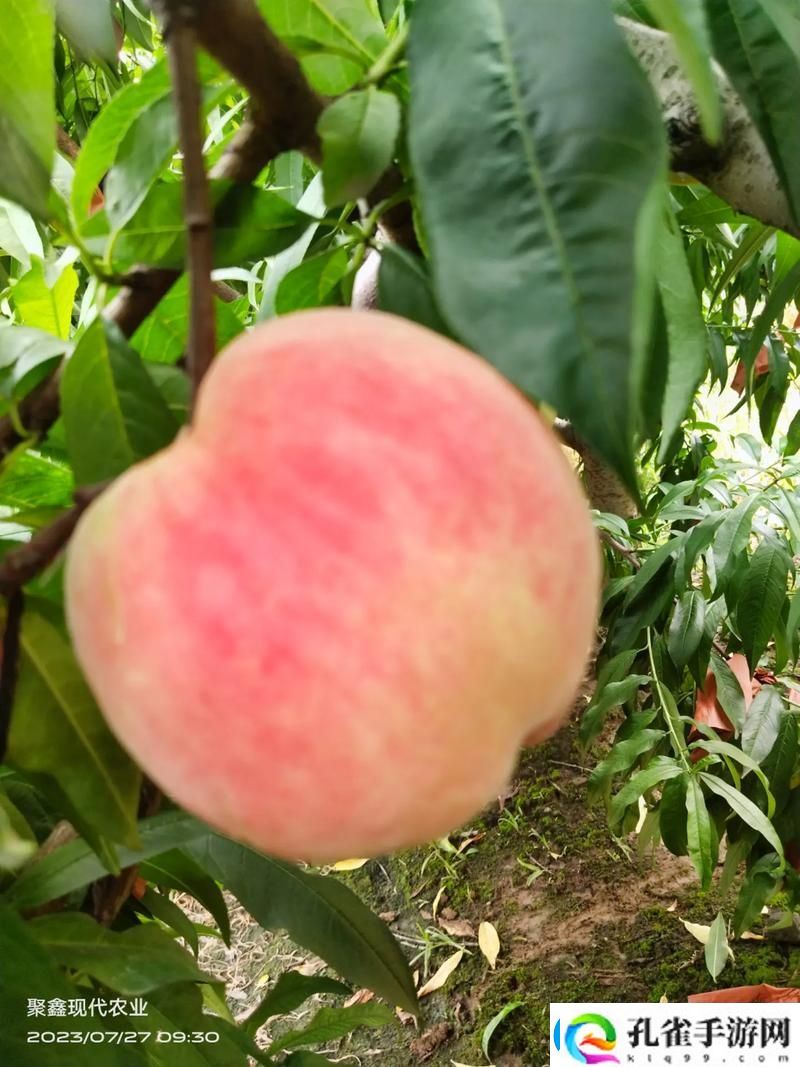 巨无霸水蜜桃4399