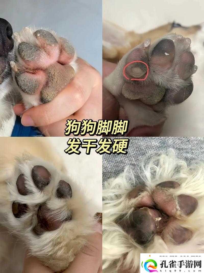 狗狗的东西又硬又烫这到底是什么情况令人费解