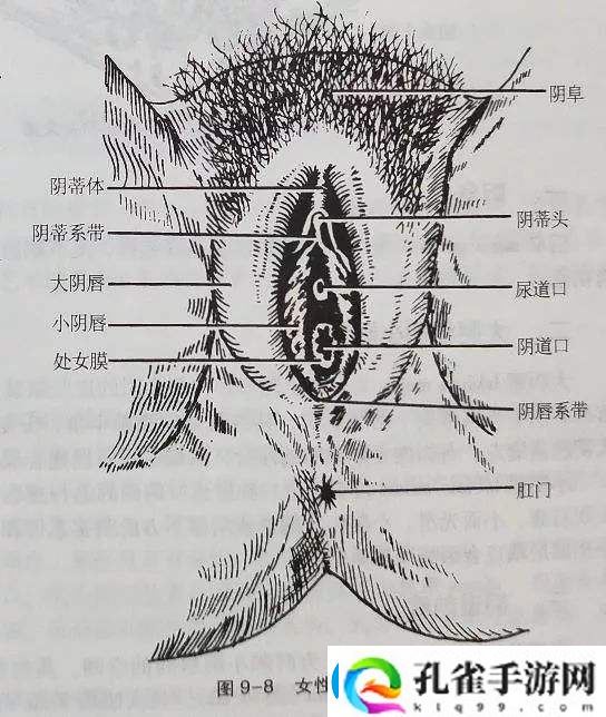 大荫蒂BBBBBB大荫蒂上线
