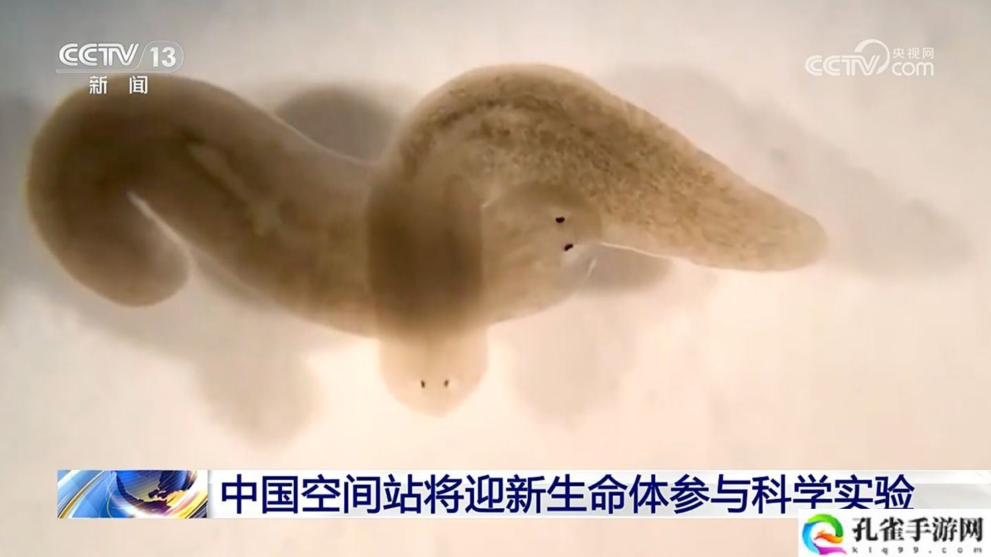 中国空间站将迎来新生命体“涡虫”，有关研究对人类延缓衰老具有重要意义
