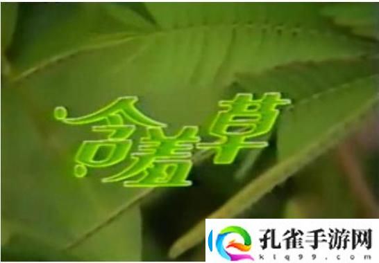 含羞草免费观看电视剧的背景故事火爆上线