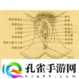 白人荫道BBWBBB大荫道火爆上线