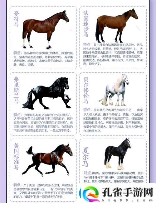 美国公马配女人最佳答案