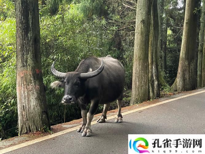 牛**年轮长在什么地方