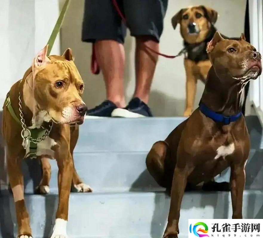 人狗大战5高清正版免费