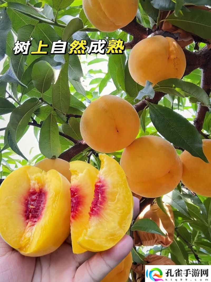 蜜桃国精产品二三三区